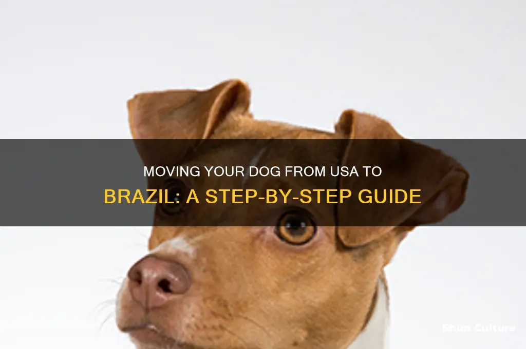 how to take a dog from usa to brazil