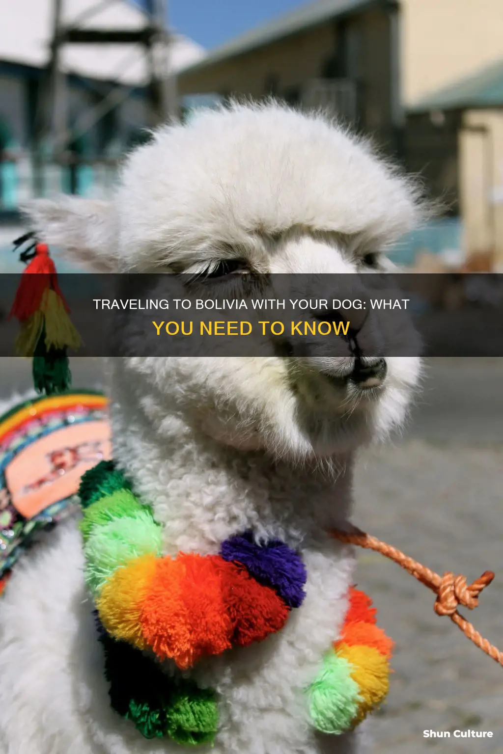 how to take a dog to bolivia