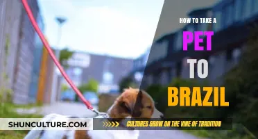 Traveling to Brazil with Your Pet: A Comprehensive Guide