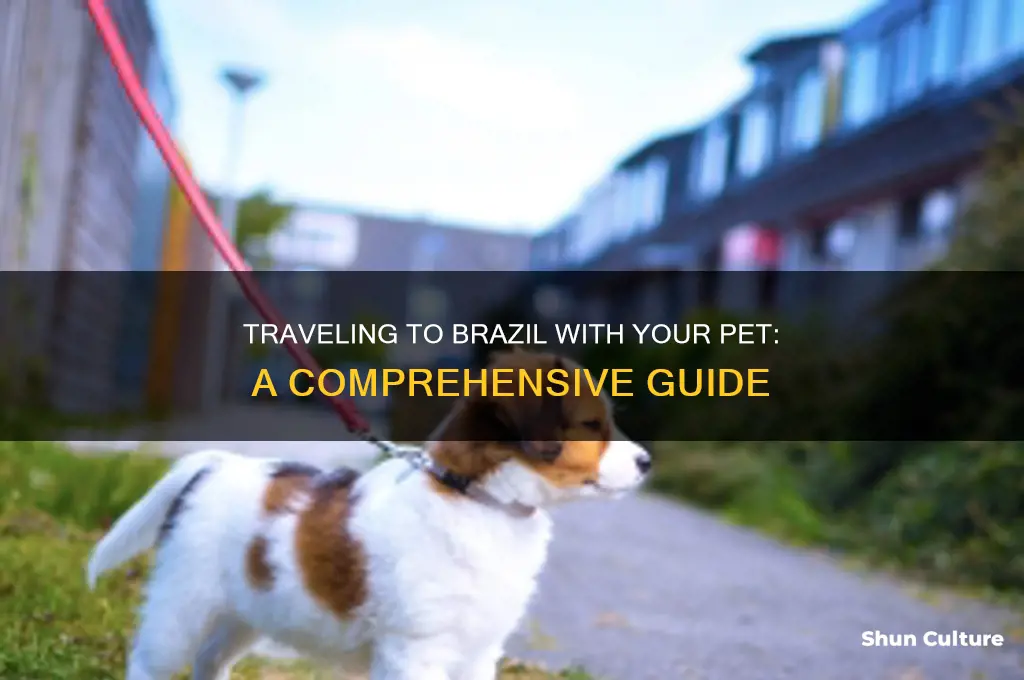 how to take a pet to brazil