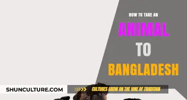 Traveling to Bangladesh with Pets: A Comprehensive Guide for Animal Transport