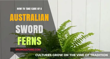 Caring for Australian Sword Ferns: Tips and Tricks