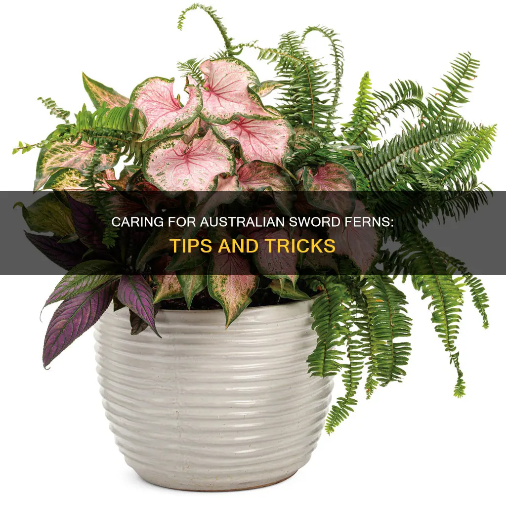 how to take care of a australian sword ferns