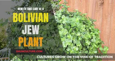 The Intriguing Bolivian Jew Plant: Care Tips