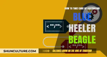 Training Your Australian Blue Heeler Beagle: Tips & Tricks