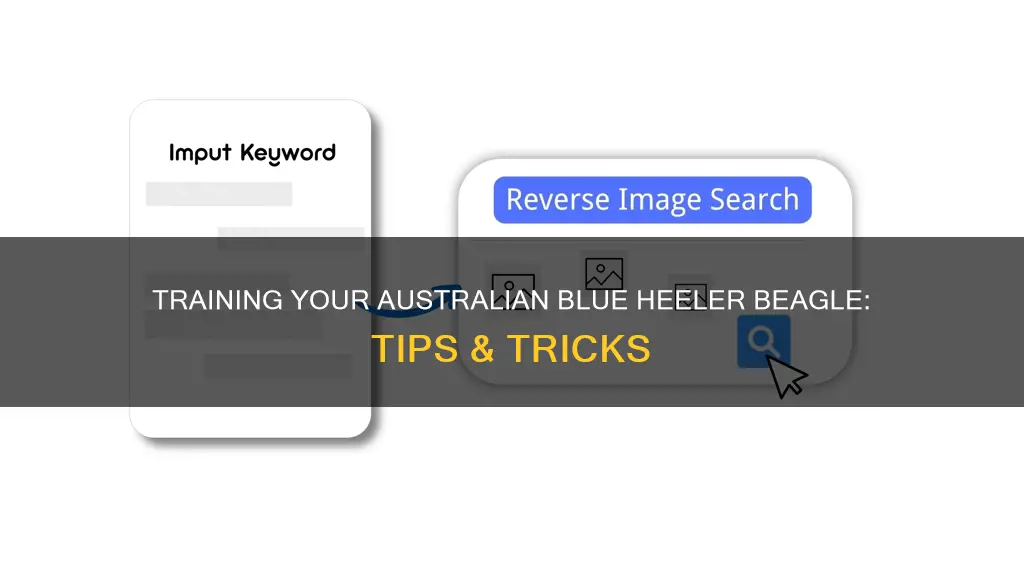 how to take care of australian blue heeler beagle