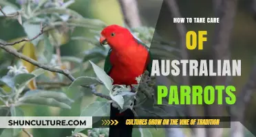 Caring for Australian Parrots: A Comprehensive Guide