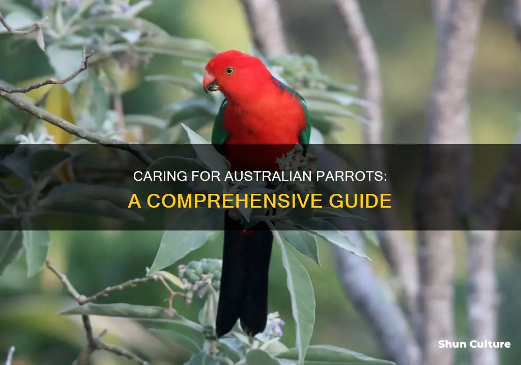 how to take care of australian parrots
