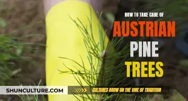 Caring for Austrian Pine Trees: A Comprehensive Guide