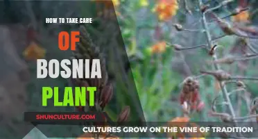 Essential Tips for Caring and Growing Your Bosnia Plant Successfully