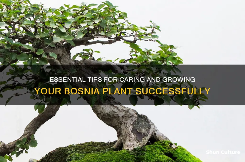 how to take care of bosnia plant