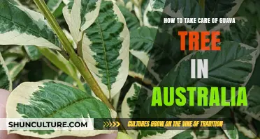 Guava Tree Care Guide for Australian Climates
