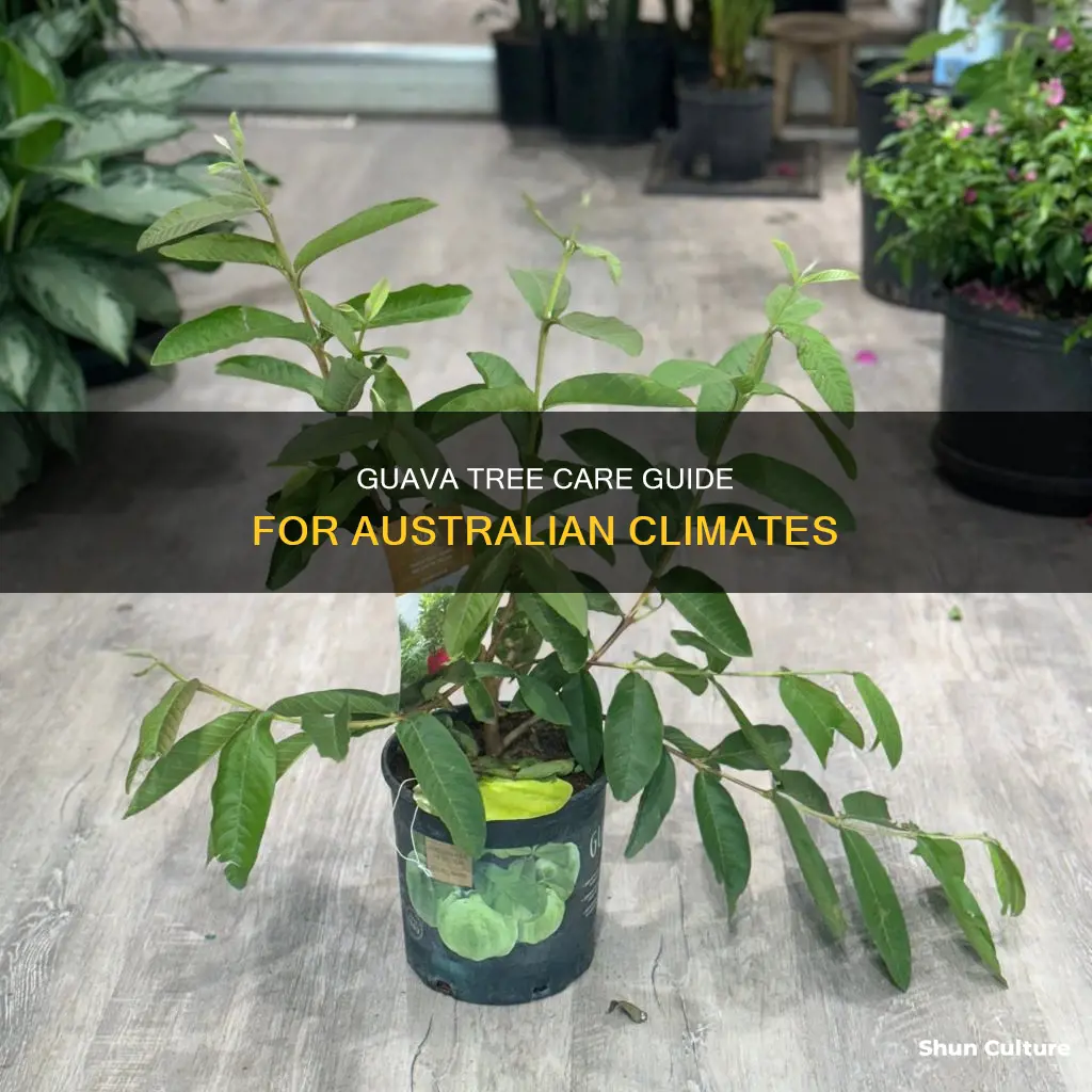 how to take care of guava tree in australia