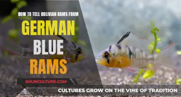 Spotting Bolivian Rams: Distinguishing Features from German Blue Cousins