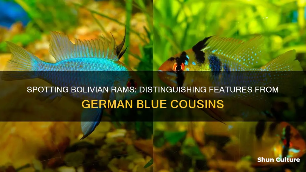 how to tell bolivian rams from german blue rams