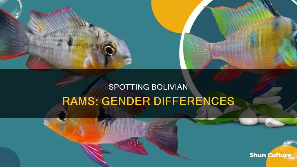 how to tell bolivian rams male and female