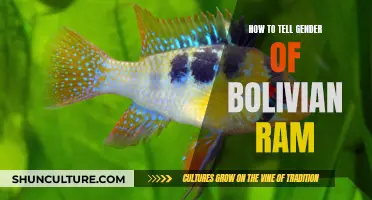 Identifying Bolivian Ram Gender: A Quick Guide