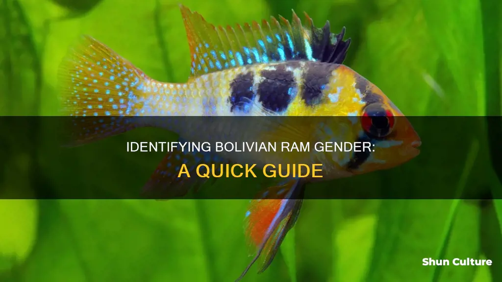 how to tell gender of bolivian ram