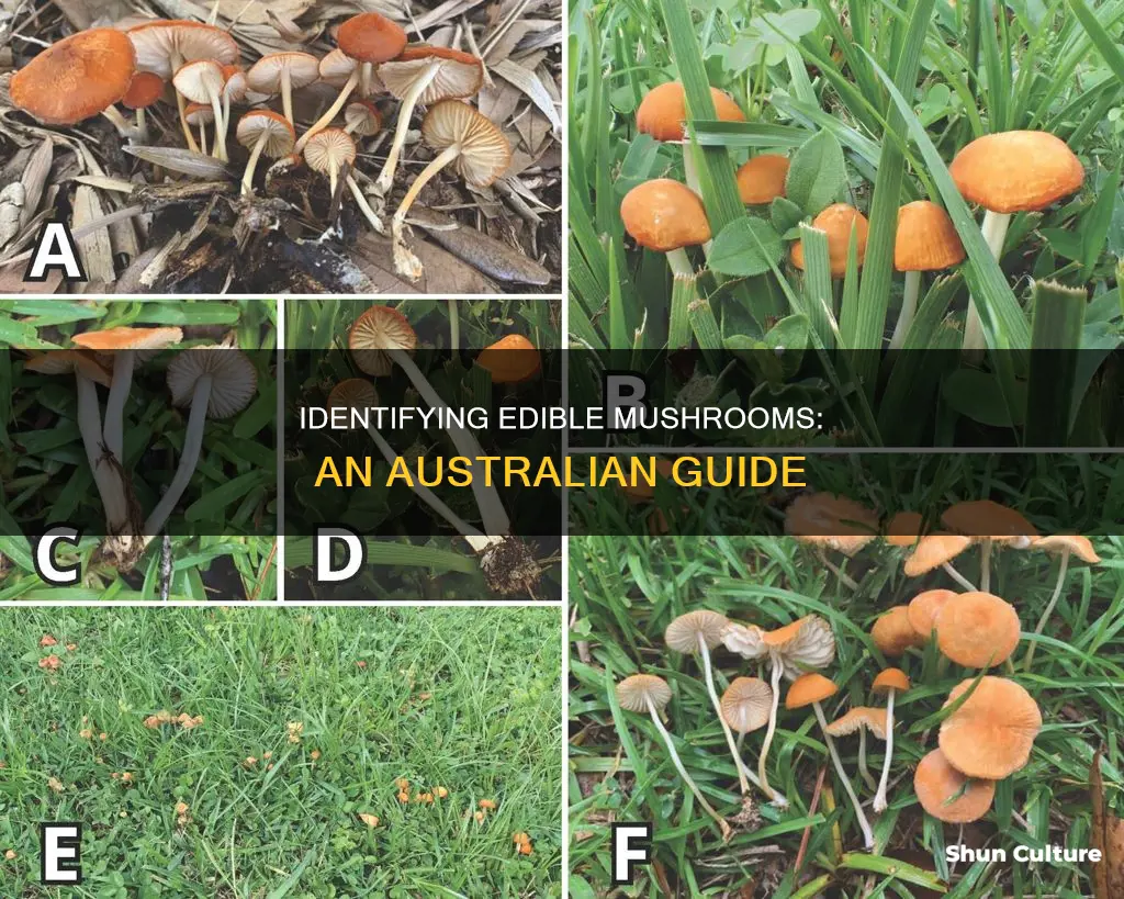 how to tell if mushrooms are safe to eat australia