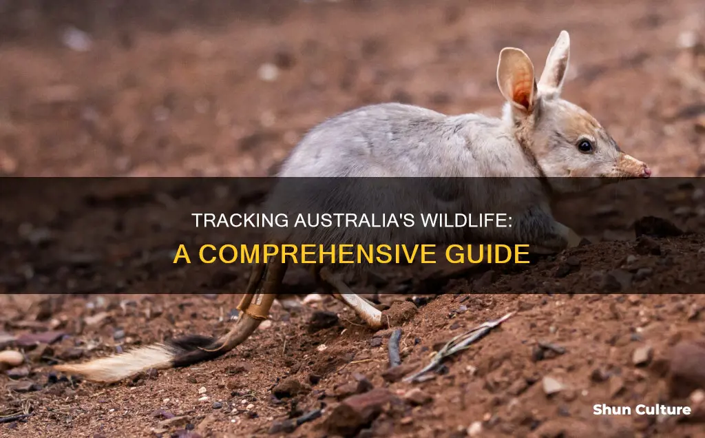 how to track animals in australia