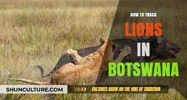 Mastering Lion Tracking Techniques in Botswana's Wild Savannas