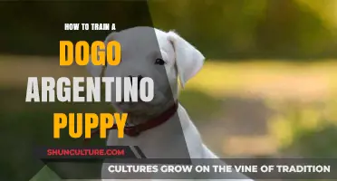 Raising a Dogo Argentino Puppy: A Comprehensive Guide