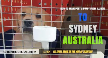 Puppy Transport Guide: Illinois to Sydney Australia Made Easy