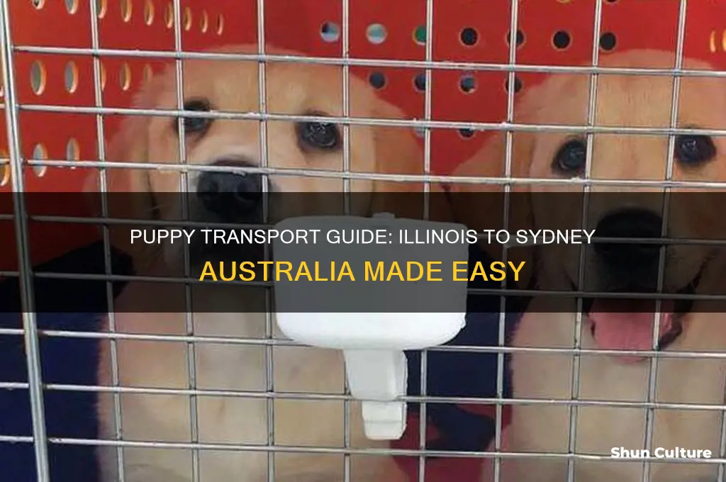 how to transport a puppy from illinois to sydney australia