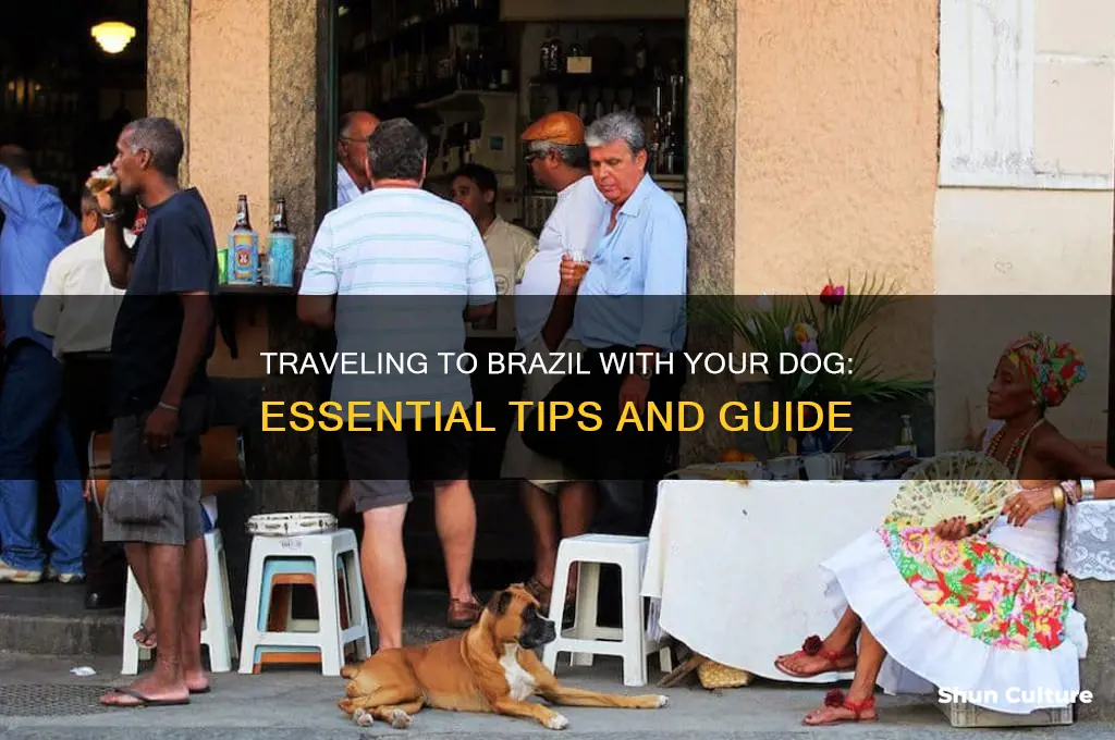 how to travel with my dog to brazilo