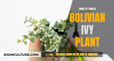 Trimming a Bolivian Ivy: A Step-by-Step Guide to Success