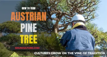 Trimming Austrian Pine Trees: A Step-by-Step Guide