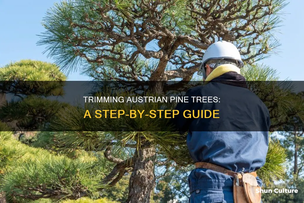 how to trim austrian pine tree