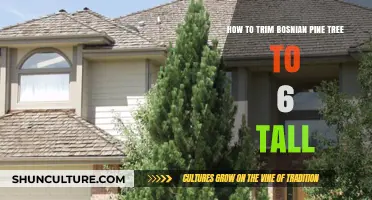 Pruning Bosnian Pine: Guide to Trimming to 6 Feet Tall