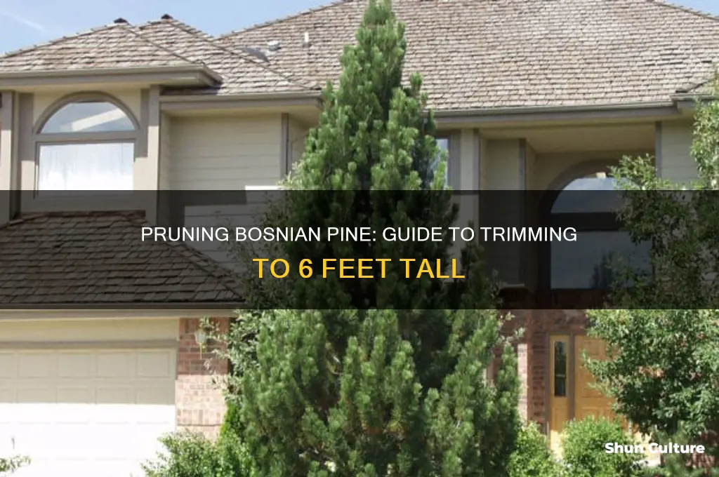 how to trim bosnian pine tree to 6 tall