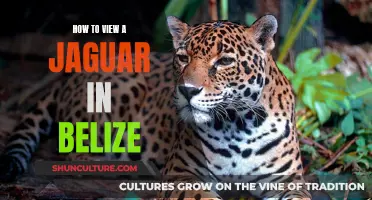 Belize's Wild Side: Spotting Jaguars