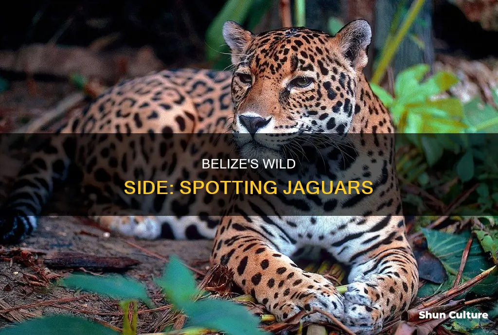 how to view a jaguar in belize