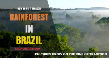Exploring Brazil's Amazon Rainforest: Essential Tips for an Unforgettable Adventure