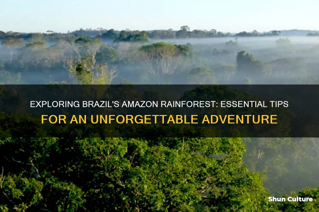 how to visit amazon rainforest in brazil