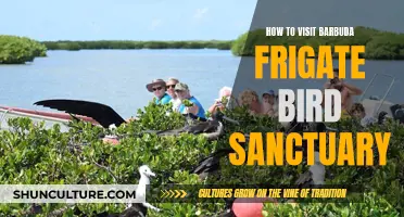 Exploring Barbuda: A Guide to the Frigate Bird Sanctuary