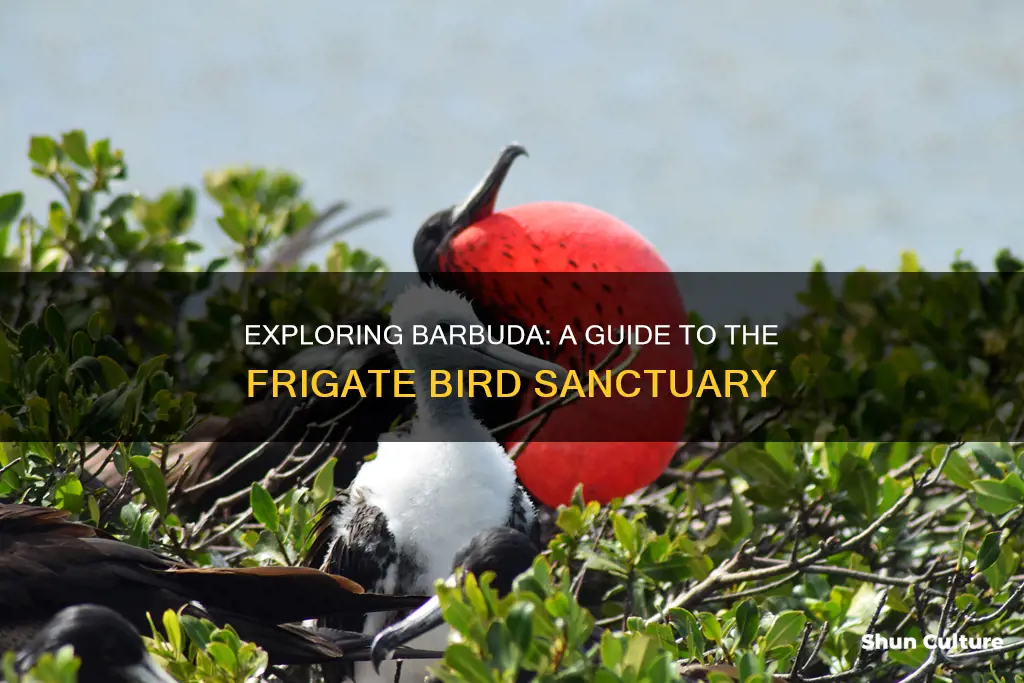 how to visit barbuda frigate bird sanctuary