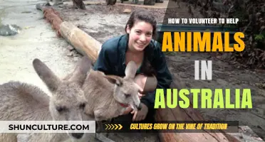 Volunteering to Help Australian Wildlife: A Beginner's Guide