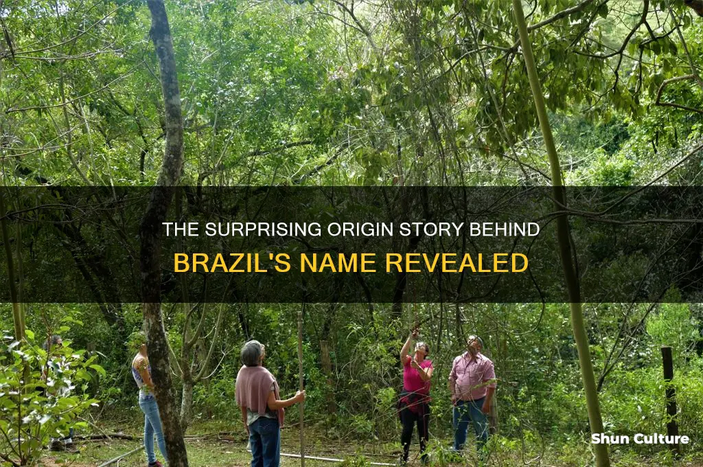 how was brazil named