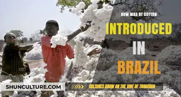 The Introduction of Bt Cotton in Brazil: A Detailed Overview