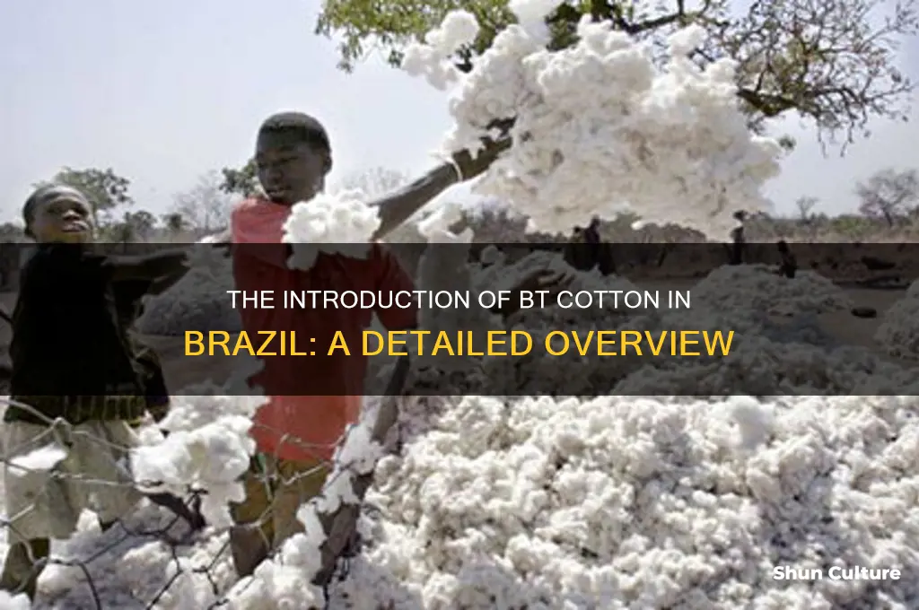 how was bt cotton introduced in brazil