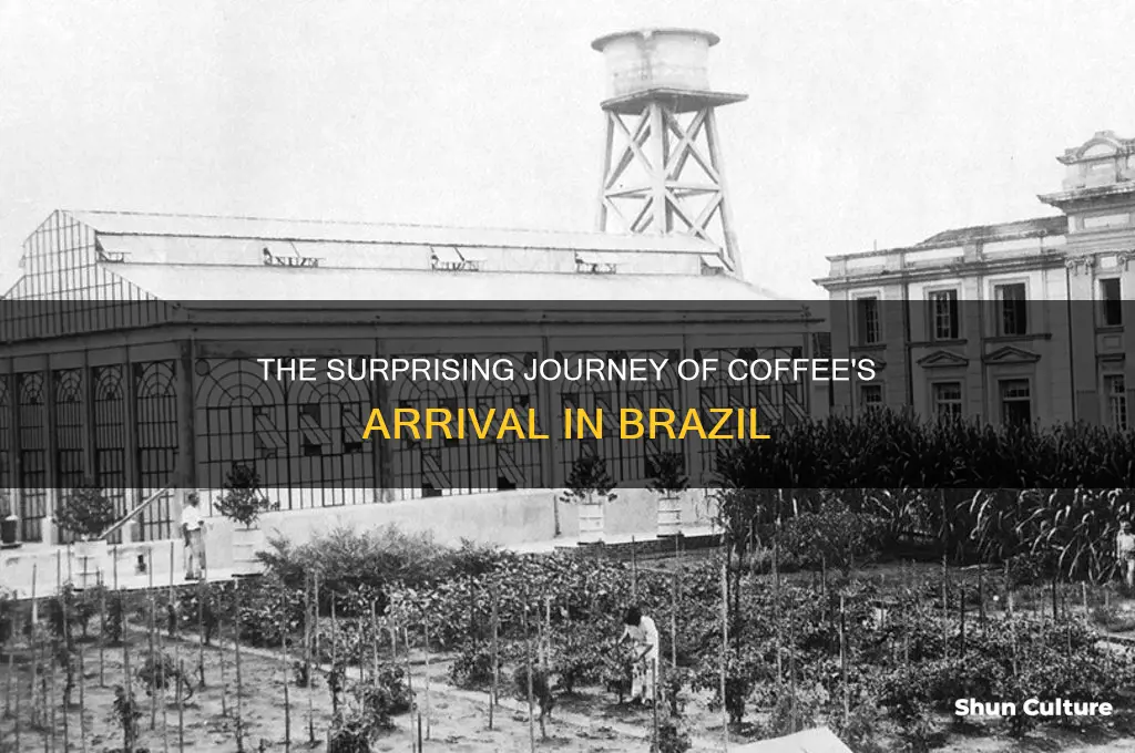 how was coffee introduced to brazil