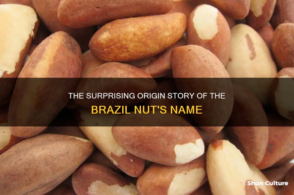 how was the brazil nut named