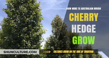 Australian Brush Cherry Hedges: How Wide Can They Grow?