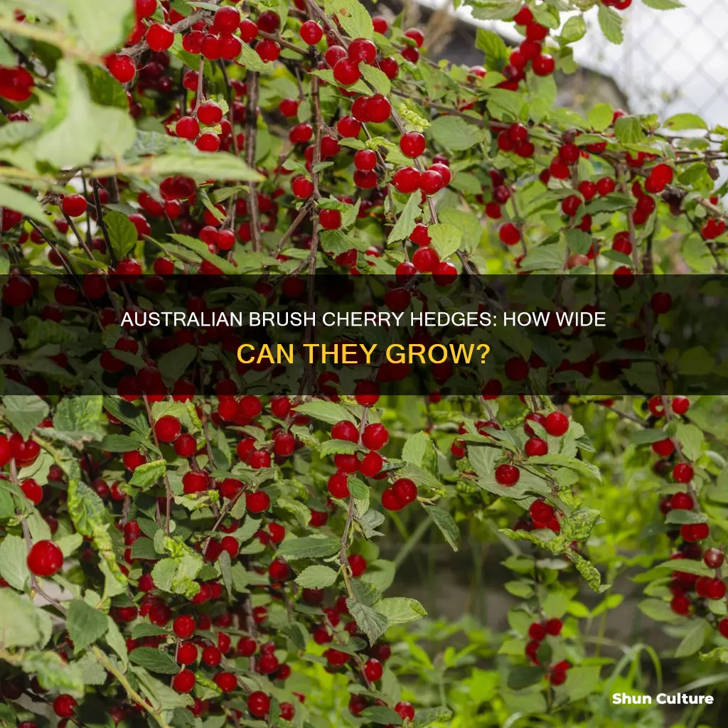 how wide to australian brush cherry hedge grow