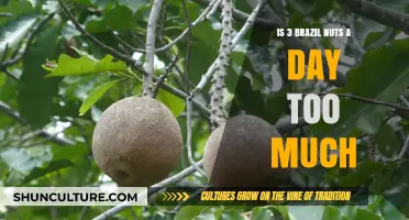 Brazil Nuts Daily Intake: Is Three a Day Too Much?