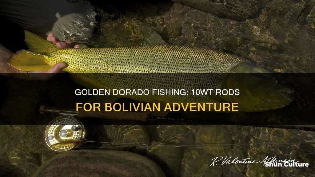 is a 10wt rod good for golden dorado in bolivia